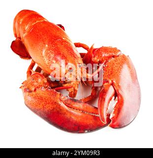 Homard rouge isolé sur fond blanc Banque D'Images