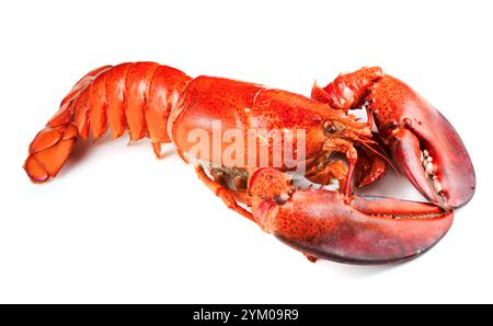 Homard rouge isolé sur fond blanc Banque D'Images