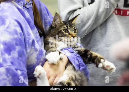 Une femme portant une chemise de teinture de cravate violette vibrante tient doucement un chat à fourrure dans ses bras, mettant en valeur ses caractéristiques adorables et ses moustaches Banque D'Images