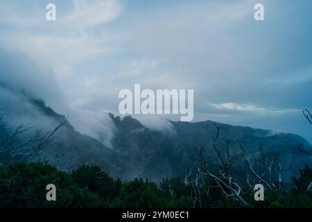 Atmosphère épique avec brouillard sombre sur les forêts de Madère. Photo de haute qualité Banque D'Images