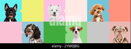 Bannière. Ensemble composé d'animaux joyeux et ludiques, de chiens de race pure domestiques avec des bulles de parole colorées avec un espace négatif pour le texte. Banque D'Images