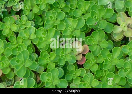 Fond végétal vert. Phedimus spurius. La pierre caucasienne, pierre à deux rangs. une vivacité à feuilles persistantes qui s'étend. Banque D'Images