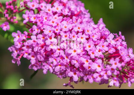 Belles fleurs violettes Buddleja davidii, gros plan. lilas d'été, buisson papillon, oeil orange. plante ornementale. Banque D'Images