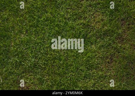 fond de champ d'herbe, herbe verte, fond vert. Banque D'Images