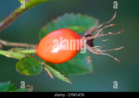 Baie rouge vif brillant contrastant avec les feuilles vertes du feuillage. Banque D'Images