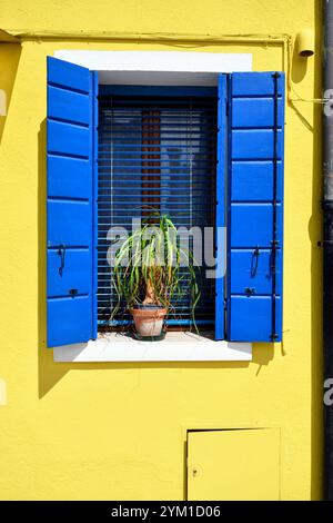 Burano, Italie - 17 avril 2024 : usine alimentaire Elefants dans une maison peinte en jaune avec des volets bleus sur la merveilleuse île près de Venise Banque D'Images