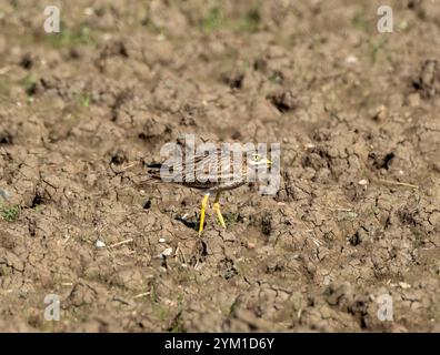 Curlew eurasien, Burhinus oedicnemus, Chypre Banque D'Images