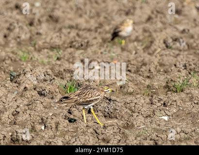 Curlew eurasien, Burhinus oedicnemus, Chypre Banque D'Images