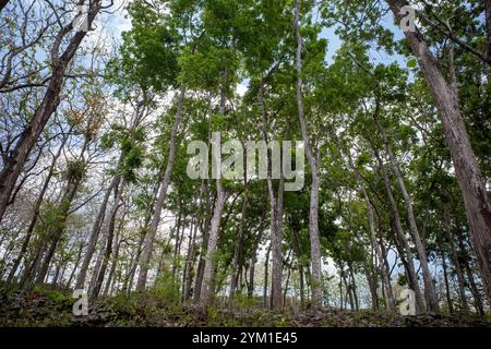 Arbre d'acajou, forêt de Swietenia macrophylla à Gunung Kidul, Yogyakarta, Indonésie. Banque D'Images