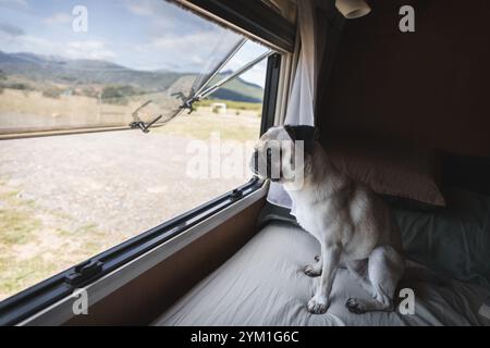 Un chien de carlin mignon assis près de la fenêtre d'un camping-car, regardant dehors avec curiosité Banque D'Images