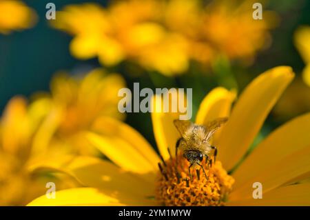 Abeille de miel collectant le nectar sur une fleur. Photo d'insecte de la nature. Photo animale Banque D'Images