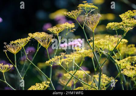 Plantes et fleurs de fenouil jaune vif dans un jardin au Royaume-Uni. Banque D'Images
