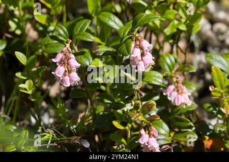 Pölberg, Pölberg, Pölberg, Pölberg, Pölberg, Pölberg, Vaccinium vitis-idaea, airelle, partridgeberry, canneberge de montagne, framboise, Foxberry, Banque D'Images