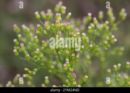 Kanadisches Berufkraut, Kanadisches Berufskraut, Katzenschweif, Weiße Dürrwurz, Conyza canadensis, Erigeron canadensis, crin canadien, canadien f Banque D'Images