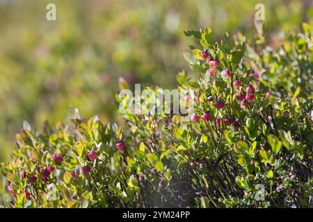 Blaubeere, Blau-Beere, Haubere, Heidel-Beere, Blüten, Blühend, Vaccinium myrtillus, bleuet européen, Bilberry, Blueberry, Whinberry, Whortleber Banque D'Images