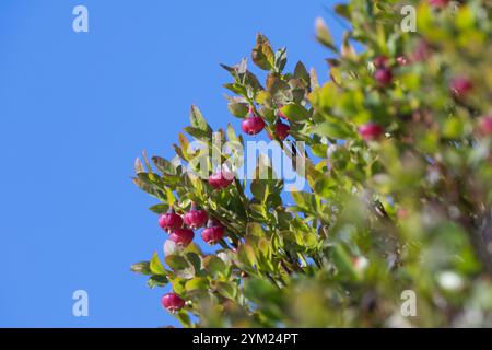 Blaubeere, Blau-Beere, Haubere, Heidel-Beere, Blüten, Blühend, Vaccinium myrtillus, bleuet européen, Bilberry, Blueberry, Whinberry, Whortleber Banque D'Images