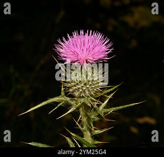 Gros plan d'un chardon commun bien focalisé, Cirsium vulgare, avec un fond flou foncé naturel. Une fleur violette brillante et beaucoup d'épines pointues. Banque D'Images