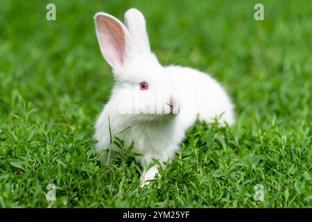 Lapin blanc, albinos aux yeux rouges, est assis dans l'herbe. Photo de haute qualité Banque D'Images