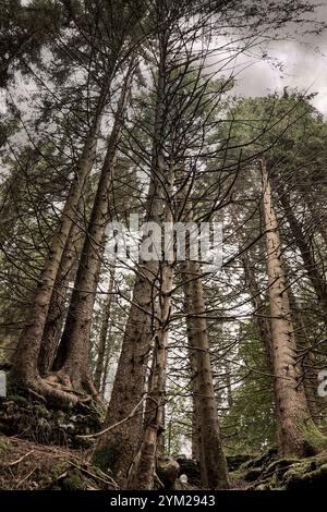 Paysage d'une forêt de montagne à Asiago, Italie, avec des plantes affectées par le coléoptère de l'écorce Banque D'Images