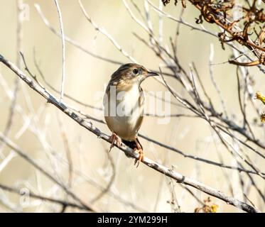Zitting Cisticola ou Warbler fantôme strié, ( Cisticola juncidis) perché dans un buisson, Chypre. Banque D'Images