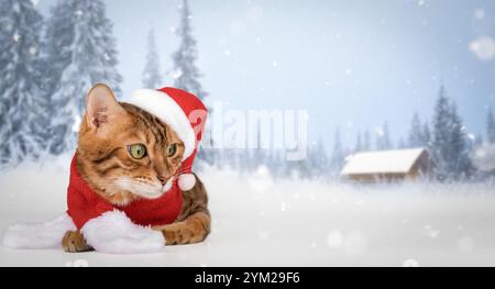 Adorable chat bengale en chapeau de père noël. Chat de Noël pour la publicité isolé sur fond de nouvel an d'hiver. Copier l'espace. Banque D'Images