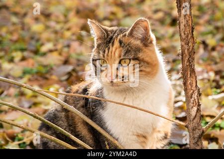 Adorable chat de rue tricolore dans le parc de la ville en gros plan le jour ensoleillé d'automne Banque D'Images
