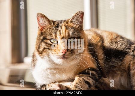 Beau chat tricolore de rue sur le toit de la voiture en gros plan le jour ensoleillé Banque D'Images