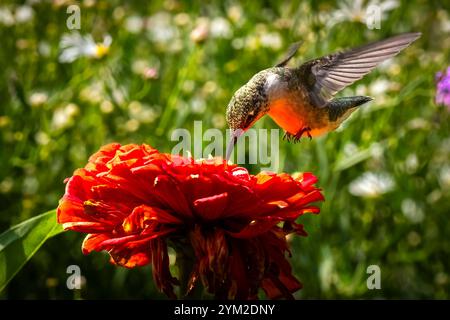 Hummingbird in Thuya Garden un jardin herbacé semi-formel sur Mount Desert Island dans le nord-est de Harbor Maine USA Banque D'Images