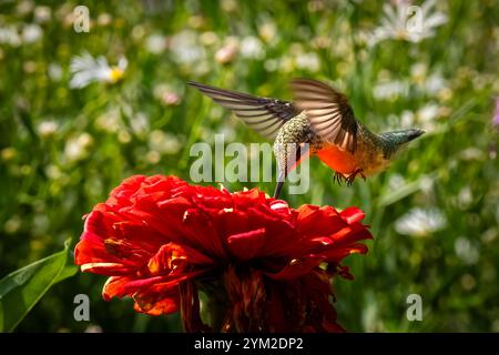 Hummingbird in Thuya Garden un jardin herbacé semi-formel sur Mount Desert Island dans le nord-est de Harbor Maine USA Banque D'Images