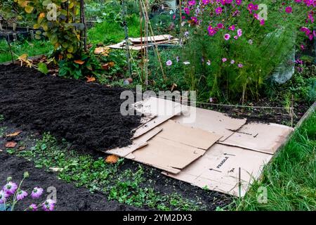 Préparer le lotissement pour l'hiver. Un lit sans creusement est fabriqué à partir d'une couche de carton, puis d'une couche de compost. Automne, Angleterre, Royaume-Uni Banque D'Images