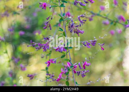 Belles fleurs violettes de Lespedeza bicolor. trèfle arbuste, lespedeza arbuste, lespedeza bicolore. plante ornementale. Banque D'Images