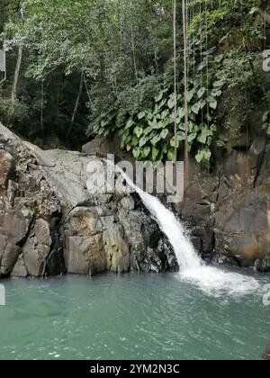 Saut d'acomat, cascade tropicale dans la jungle à basse terre, guadeloupe. Cascade pittoresque dans la forêt tropicale avec un étang dans les rochers Banque D'Images