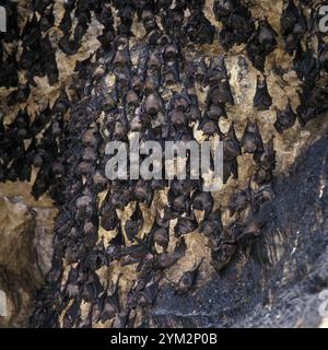 Temple et grotte sacrée chauve-souris Pura Goa Lawah, la grotte ne peut être entrée que par les brahmanes, Bali, Indonésie, Asie Banque D'Images