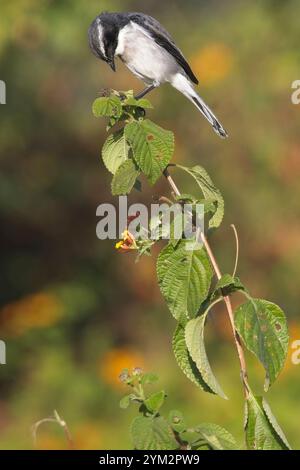 Grey Bushchat, (Saxicola ferreus), mâle perché sur un buisson, parc national Jim Corbett, Uttarakhand, Inde. Banque D'Images