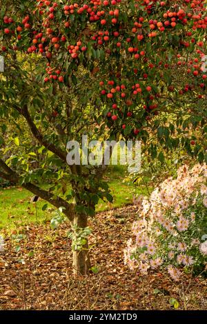 Brillant Cornus Kousa 'John Slocock' dans ses couleurs d'automne avec 'fruit'. Légitime, séduisant, fiable, authentique, d'humeur sombre, nouveau, sain, soulful Banque D'Images