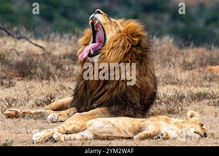Un lion adulte mâle endormi se reposant et bâillant à Schotia Game Reserve, Eastern Cape, Afrique du Sud Banque D'Images