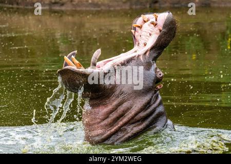 Un hippopotame adulte mâle ouvrant sa bouche bâillant à Schotia Game Reserve, Eastern Cape, Afrique du Sud Banque D'Images