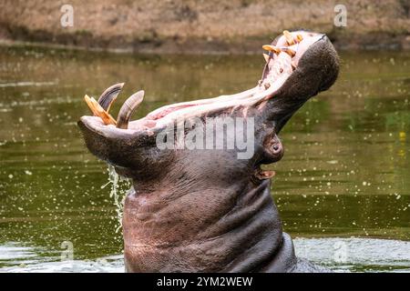 Un hippopotame adulte mâle ouvrant sa bouche bâillant à Schotia Game Reserve, Eastern Cape, Afrique du Sud Banque D'Images