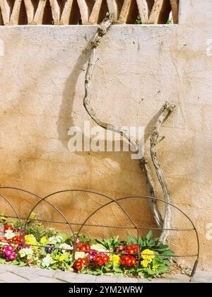 Mur beige, bâton tordu et olona Banque D'Images