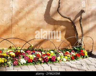 Bâton tordu ombré et belles fleurs assorties. C OA crevé Banque D'Images