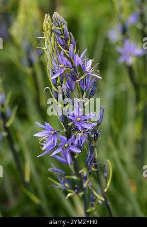 Grands Camas ou grands Camas, Camassia leichtlinii, Asparagaceae (Hyacinthaceae). Ouest du Canada et Nord-Ouest des États-Unis. Banque D'Images