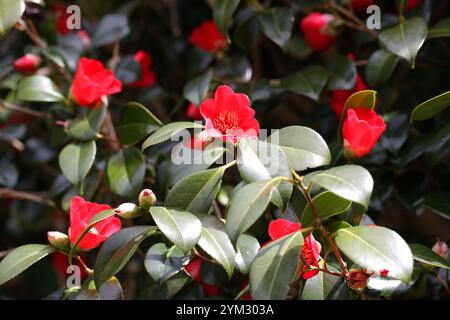 Camellia commun, ou Camellia japonais, Camellia japonica 'Kimberley', Theaceae. Chine. Banque D'Images