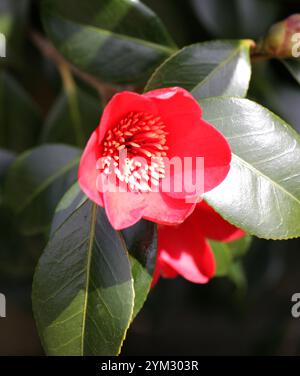 Camellia commun, ou Camellia japonais, Camellia japonica 'Kimberley', Theaceae. Chine. Banque D'Images