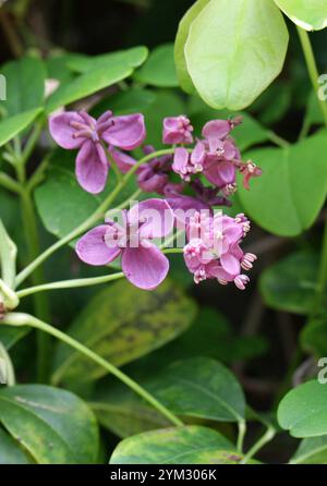 Vignes chocolatées, vignes chocolatées à cinq feuilles ou Akebia à cinq feuilles, Akebia quinata, Lardizabalaceae. Japon, Chine et Corée, Asie de l'est. Banque D'Images