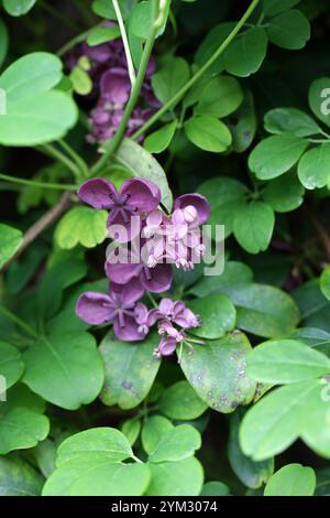 Vignes chocolatées, vignes chocolatées à cinq feuilles ou Akebia à cinq feuilles, Akebia quinata, Lardizabalaceae. Japon, Chine et Corée, Asie de l'est. Banque D'Images