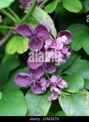 Vignes chocolatées, vignes chocolatées à cinq feuilles ou Akebia à cinq feuilles, Akebia quinata, Lardizabalaceae. Japon, Chine et Corée, Asie de l'est. Banque D'Images