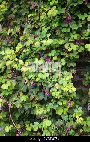 Vignes chocolatées, vignes chocolatées à cinq feuilles ou Akebia à cinq feuilles, Akebia quinata, Lardizabalaceae. Japon, Chine et Corée, Asie de l'est. Banque D'Images