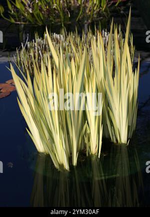 Drapeau jaune, Iris jaune, ou drapeau d'eau, Iris pseudacorus 'Aurea', Iridacées. Europe, Asie occidentale et Afrique du Nord-Ouest. Banque D'Images