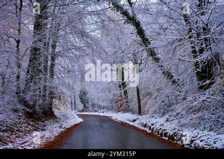 Route glacée à travers la forêt de Wentwood. Novembre 2024 Banque D'Images