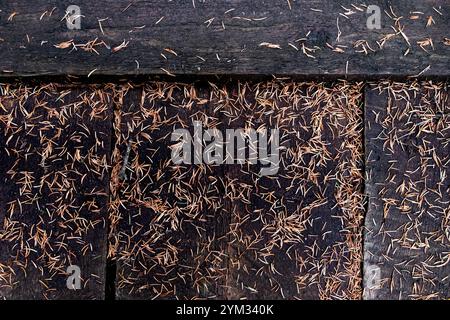 Aiguilles de pin sèches sur bois sombre altéré, tir au-dessus Banque D'Images